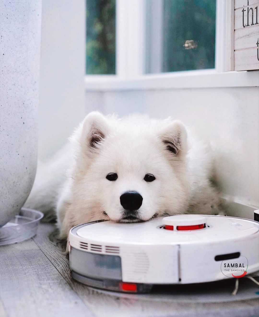 Am now frens with Eve the #roborock 🤍 Am now frens with Eve the #roborock 🤍